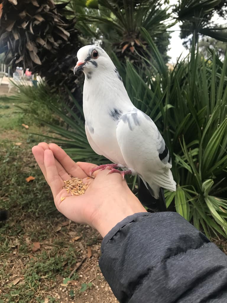 A white pigeon standing on an open human palm