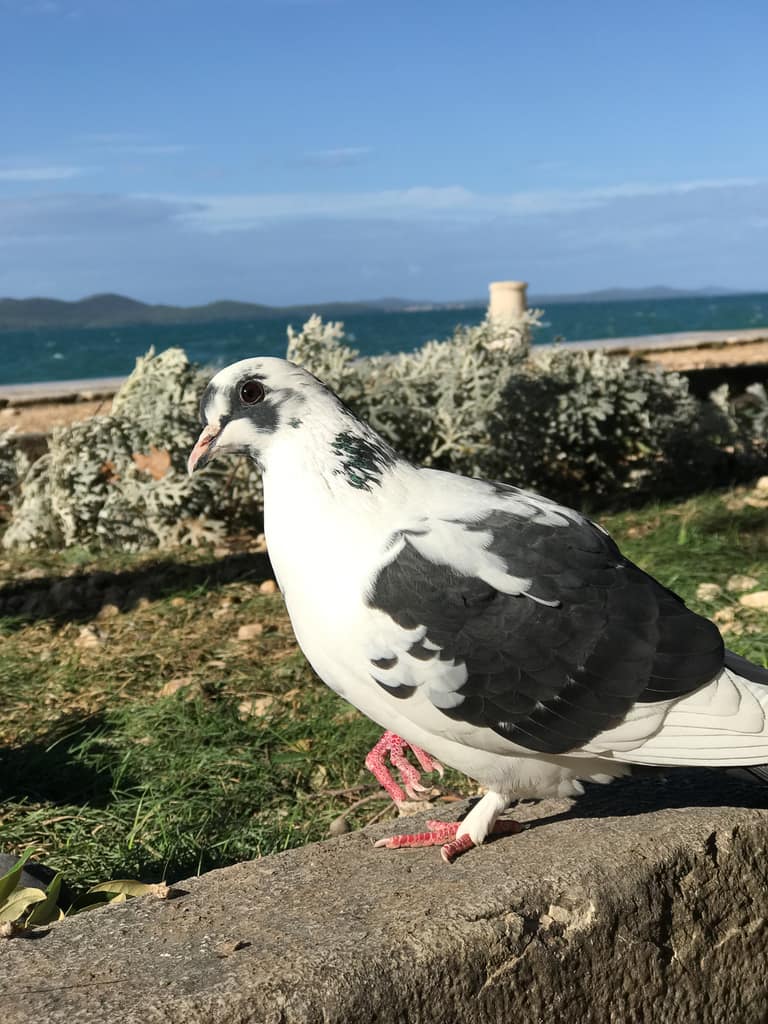Belle, a white and grey pigeon, standing on the grass in Zadar