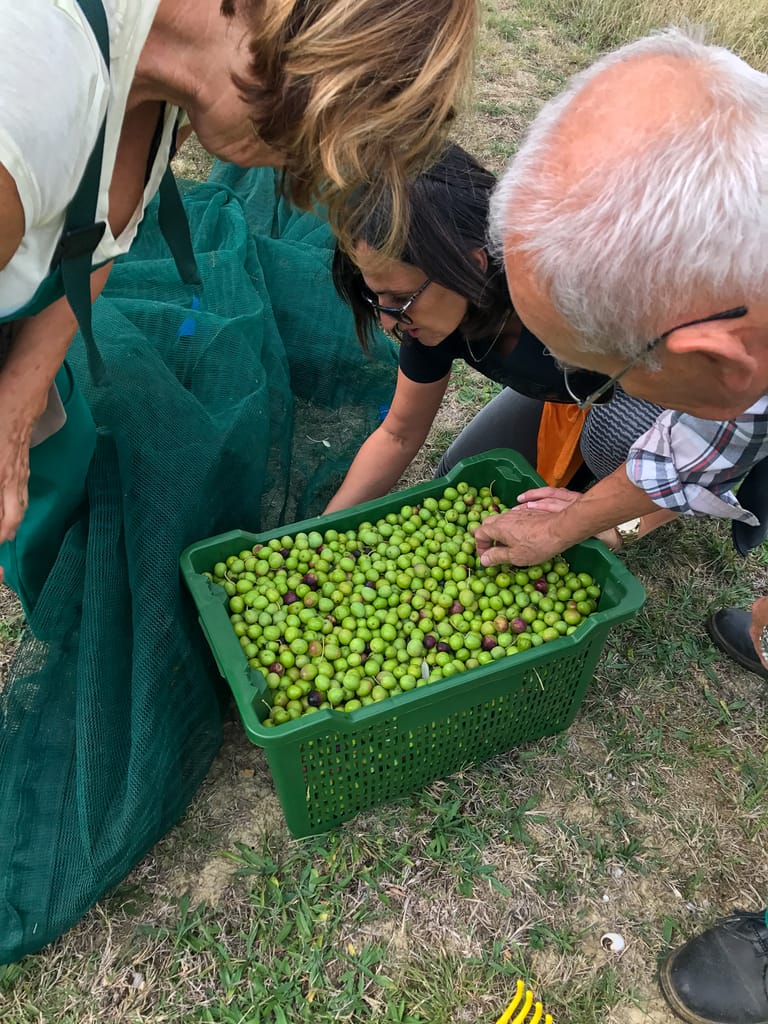 Collecting the olives we plucked