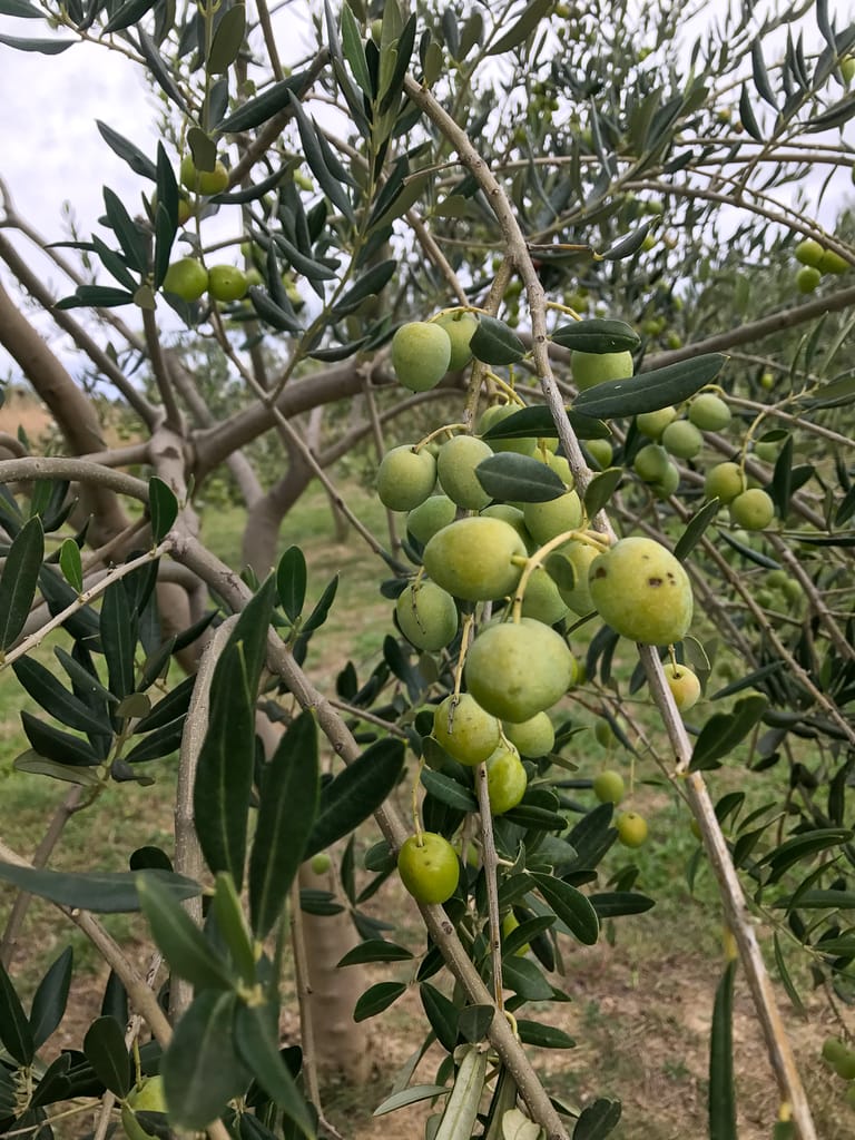 Green olive macro photography