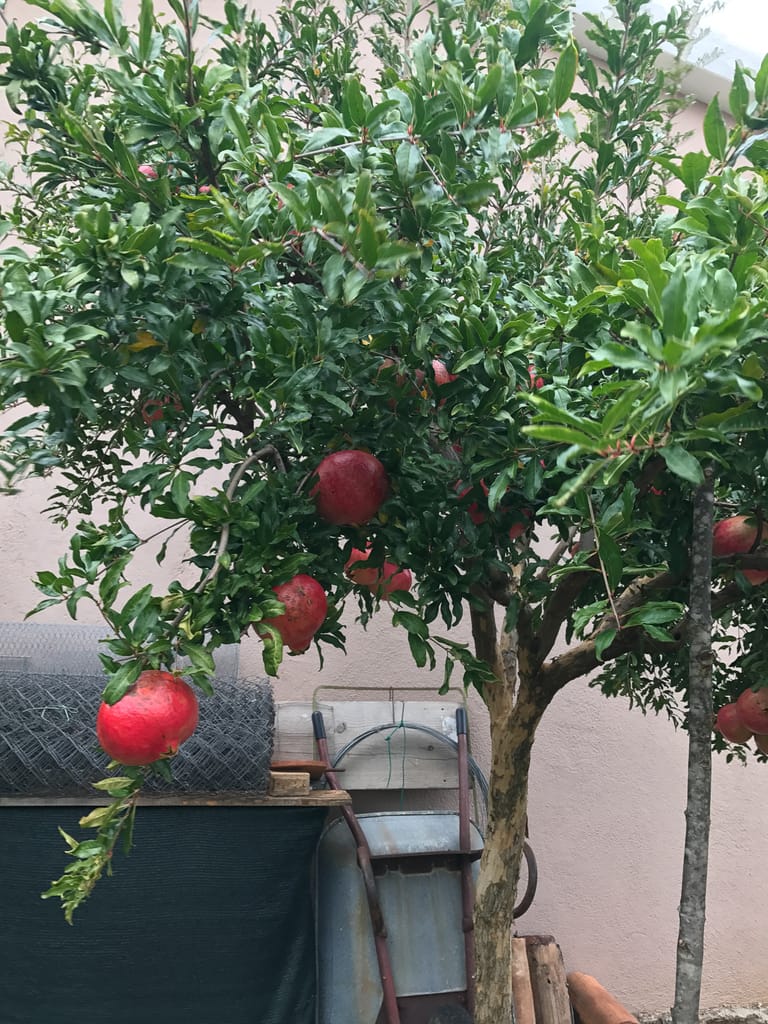 Homegrown pomegranates