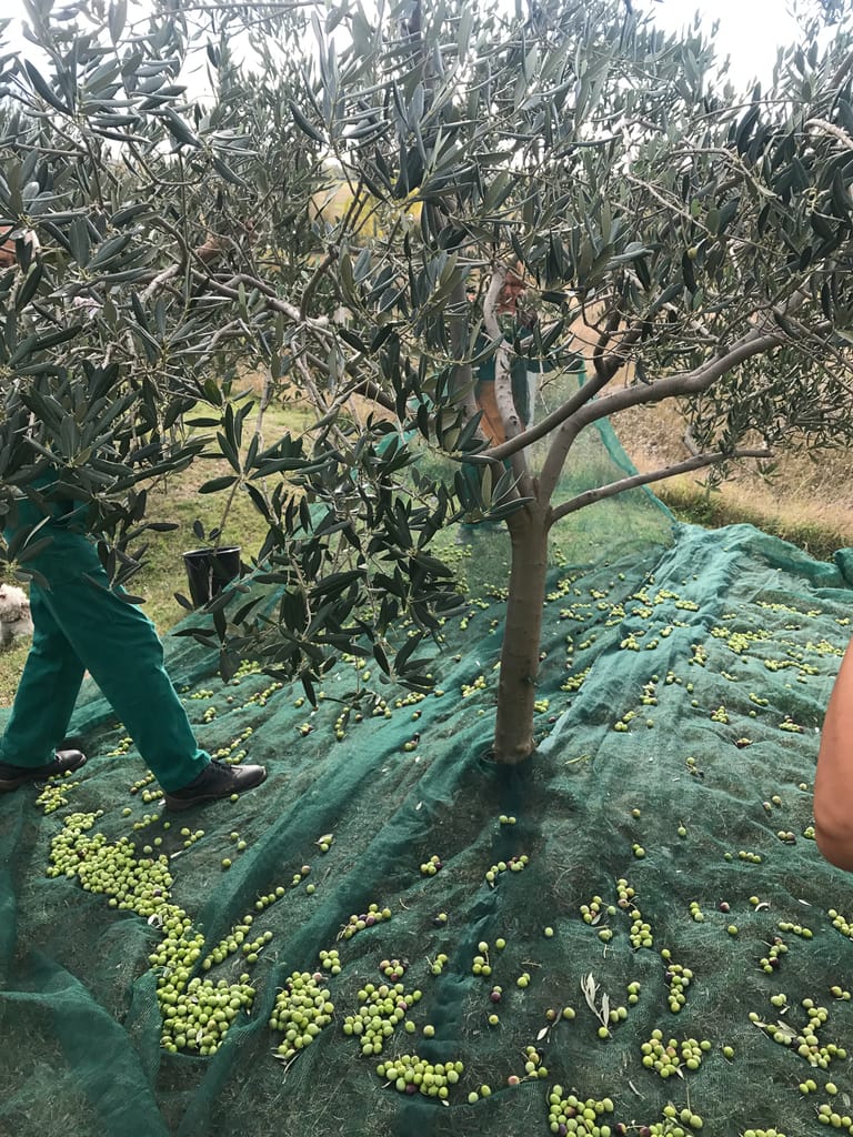 Olives are becoming more difficult to grow