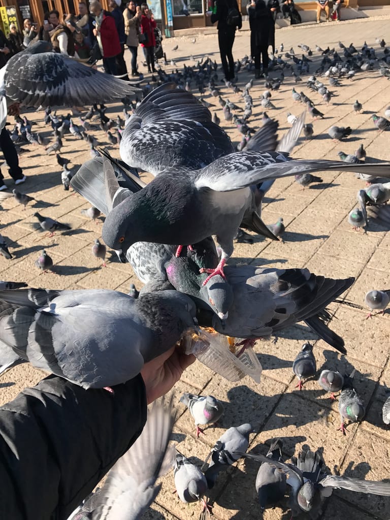 Pigeons at Baščaršija fighting for food