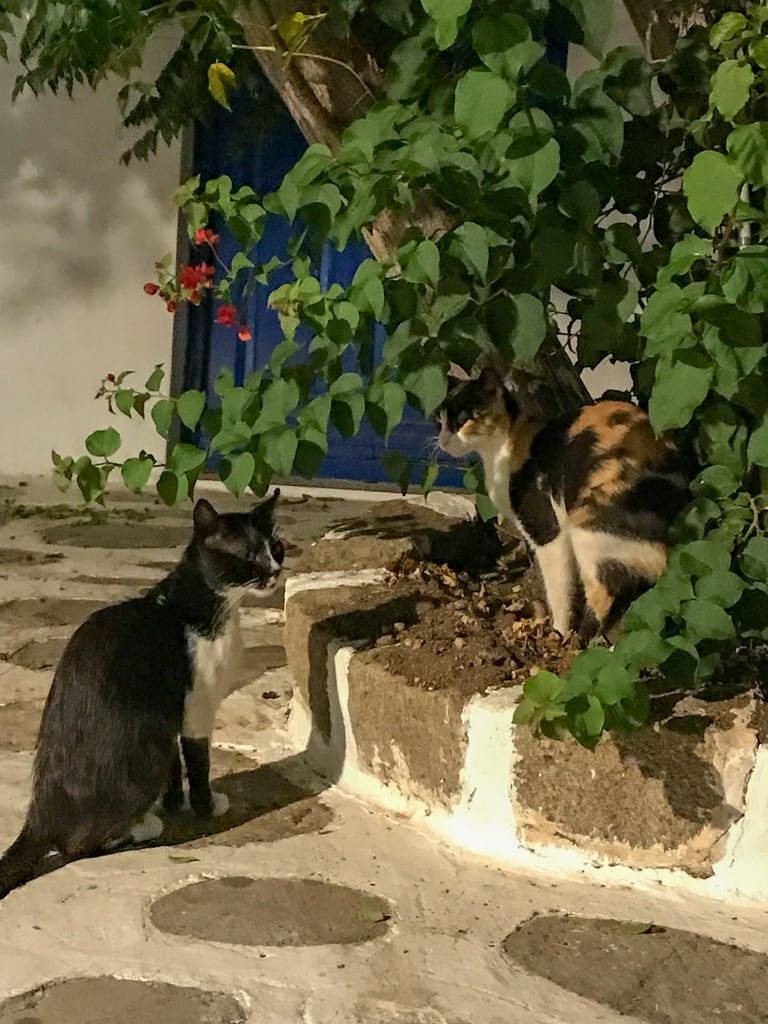 Cats in Mykonos