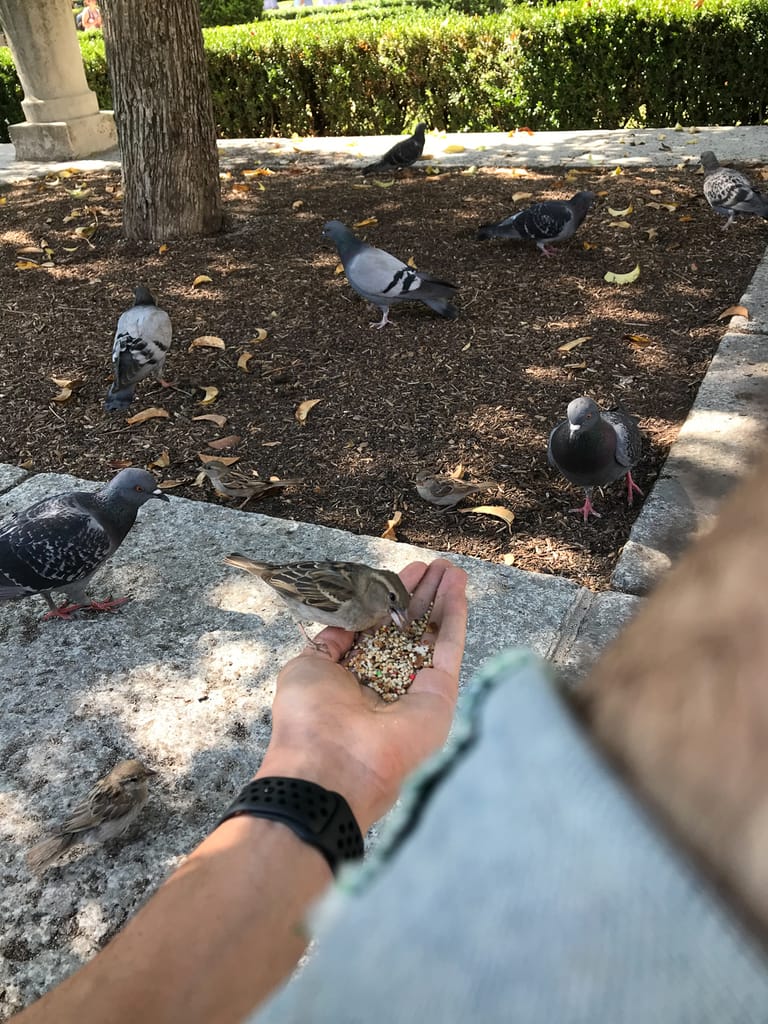 Feeding a pigeon bird seed