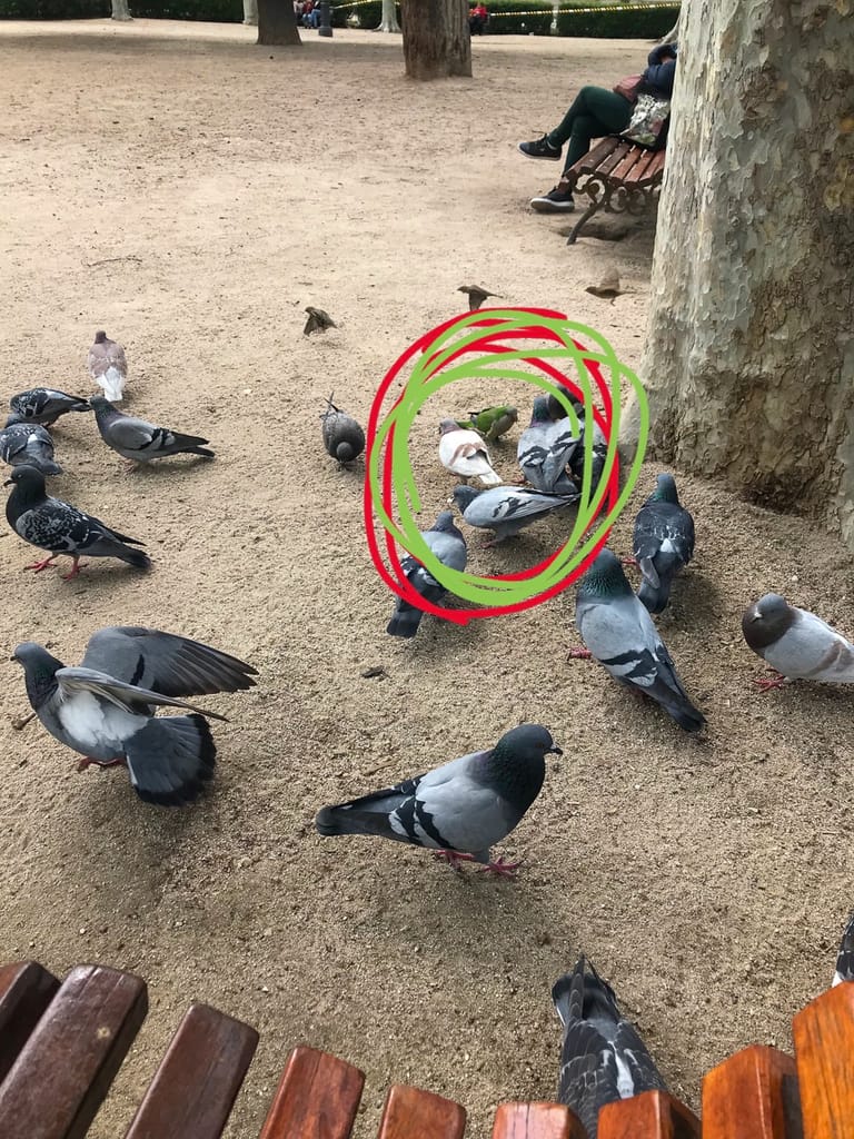 Quaker parrot sighting in Madrid, Spain