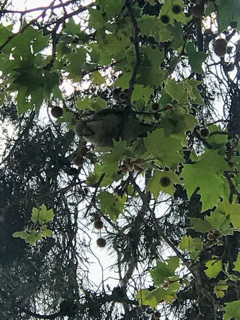Quaker parrot in tree