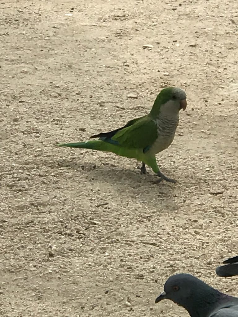 Quaker parrot walking