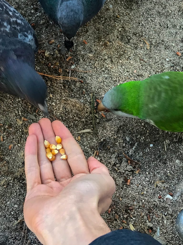 Quaker parrot eats alongside pigeons