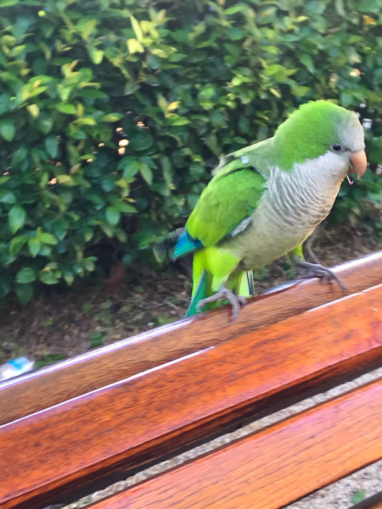 Vibrant exotic parrot in Madrid