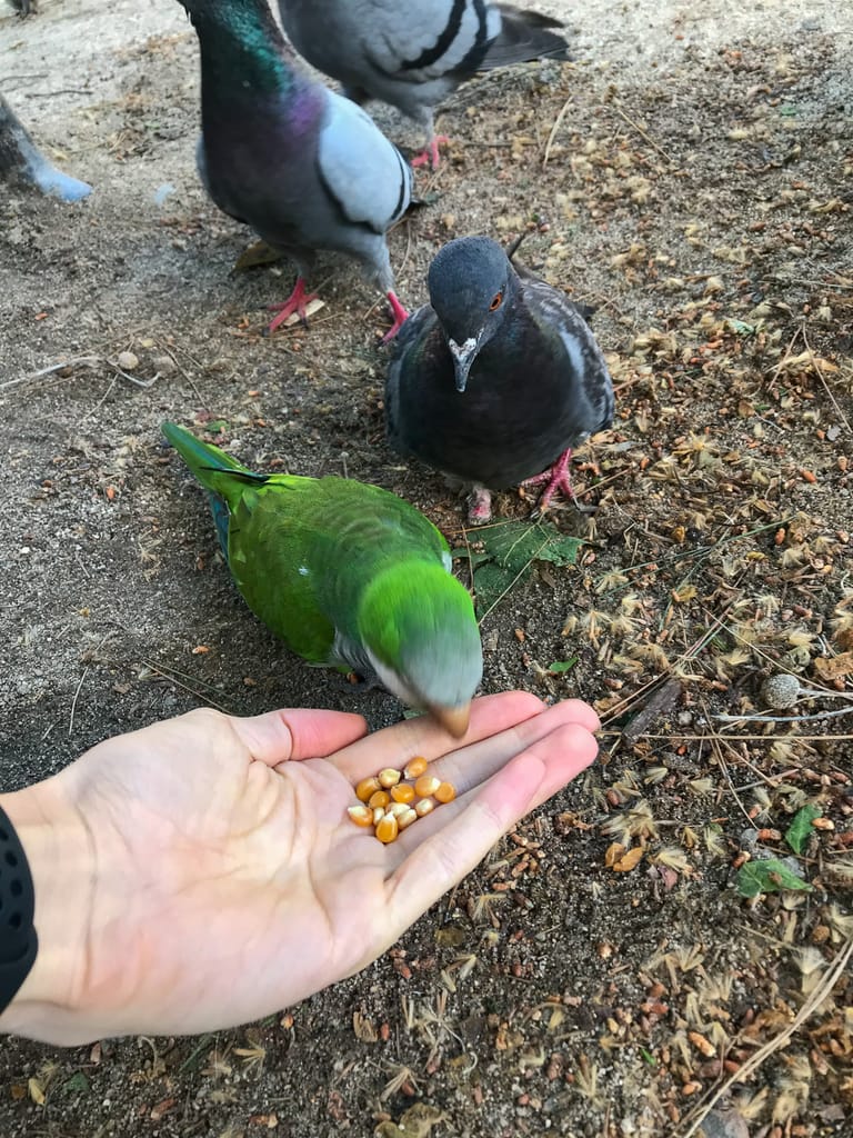 Teaching a feral quaker parrot to be hand-tamed