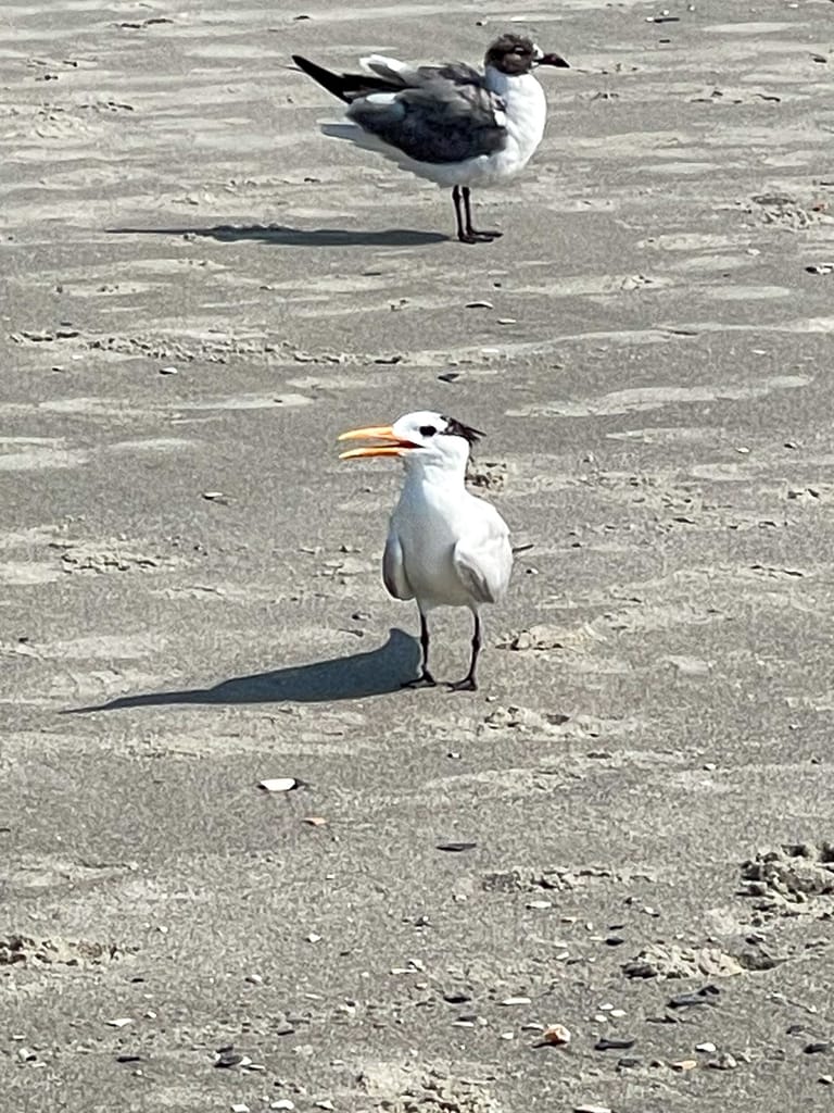 Royal Tern at Club Wyndham Ocean Boulevard