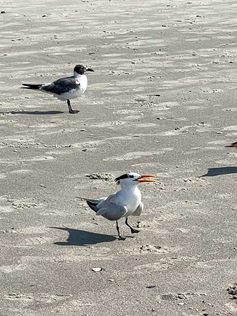 The Royal Tern