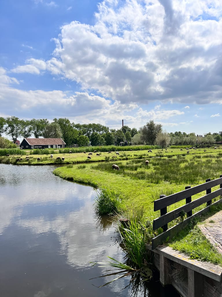 Zaanse Schans landscape with wildlife