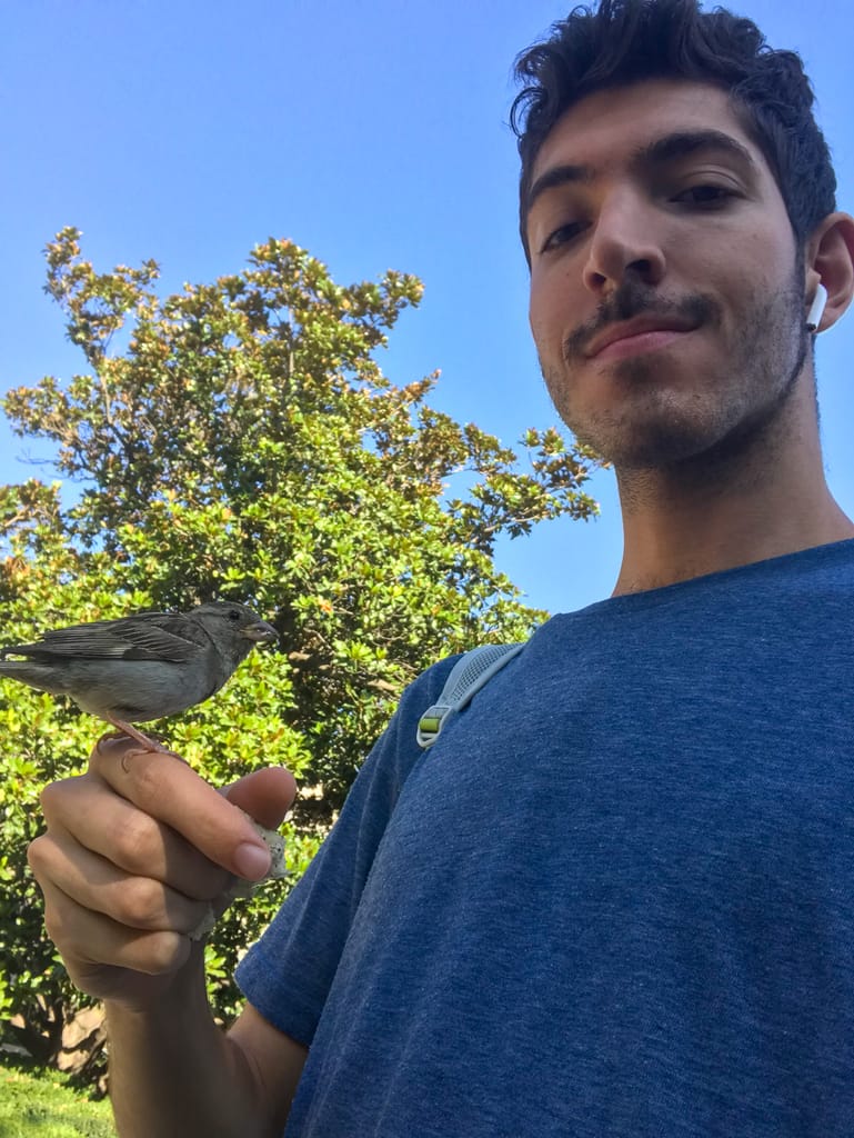 Holding one house sparrow