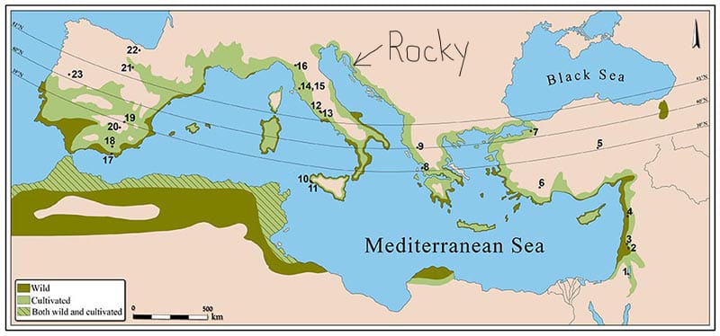 Olive groves in the Mediterranean Basin