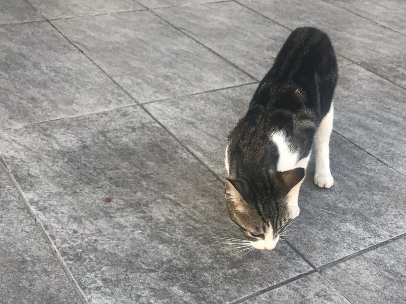 Street cats in Athens being fed