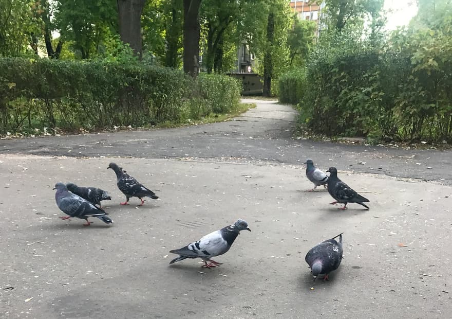 Pigeons gathered on a path in a Warsaw park