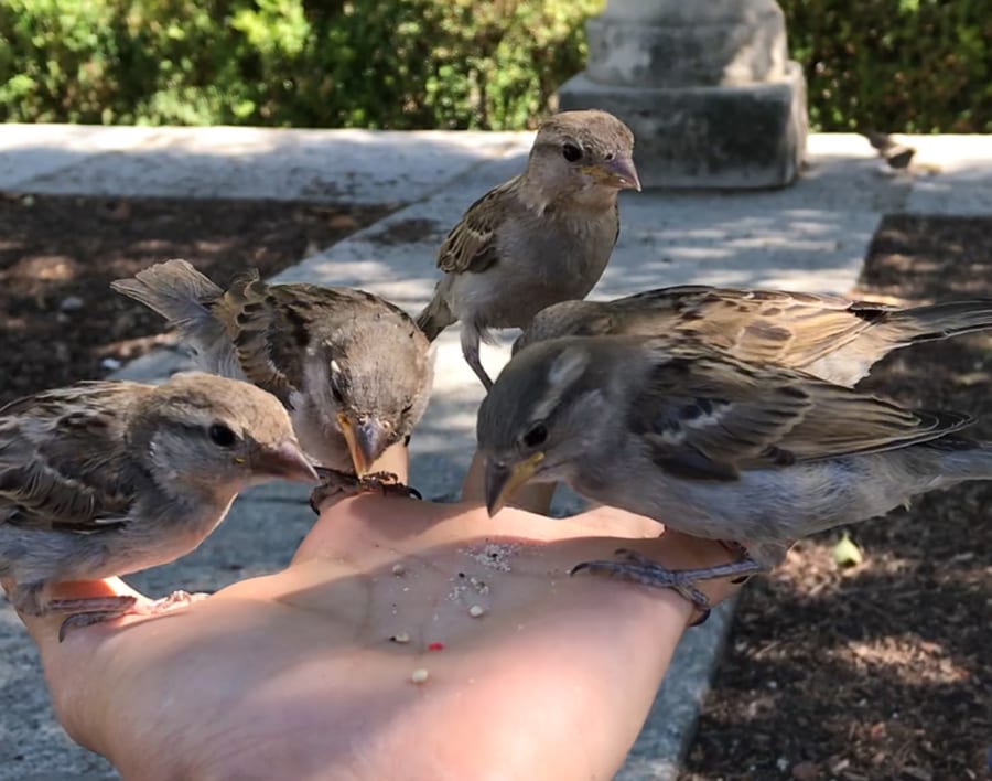 Five house sparrows eating from Rocky’s hand