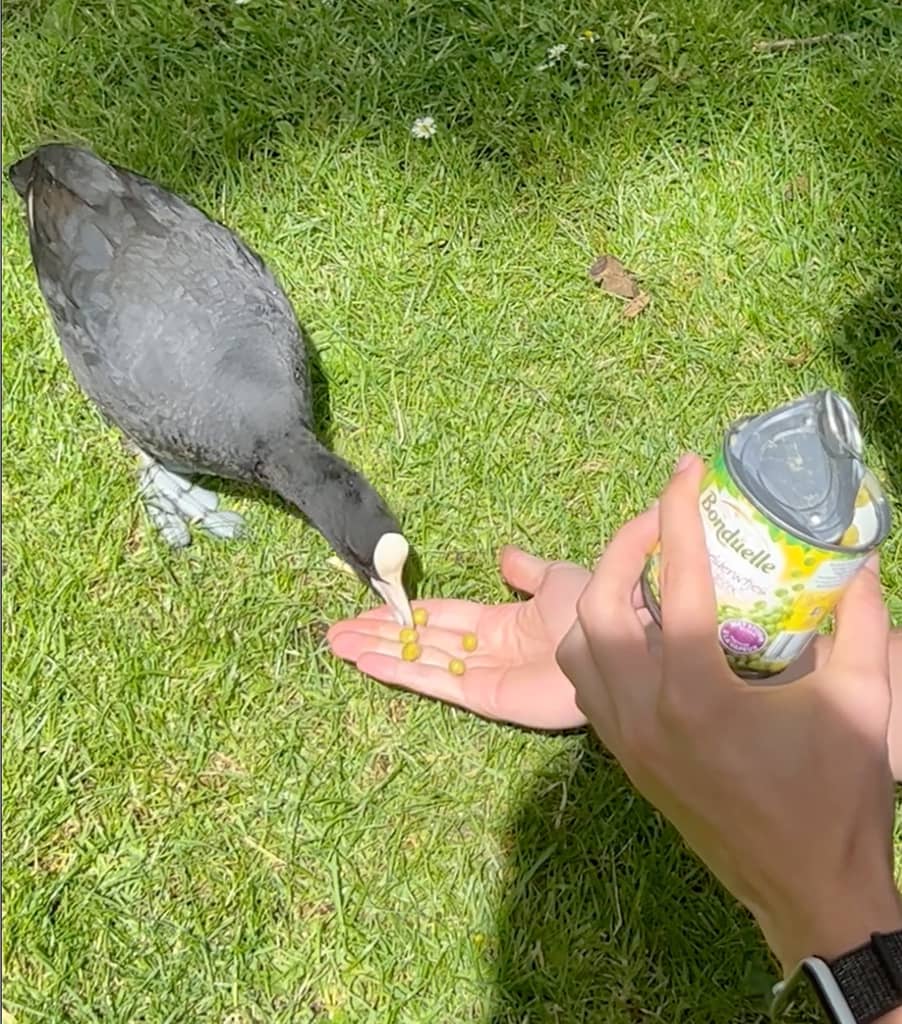 Rocky feeds a coot in Amsterdam