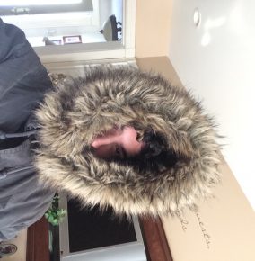 I Think My Coat Needs a Slightly Bigger Hood