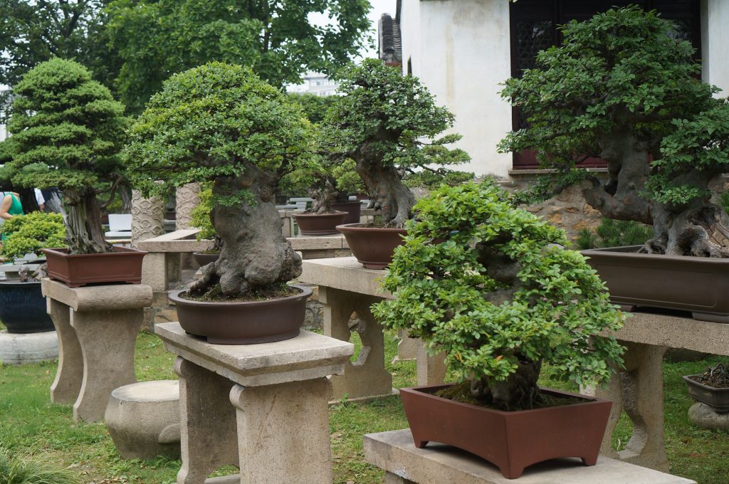 Touring the Lingering Garden in Suzhou