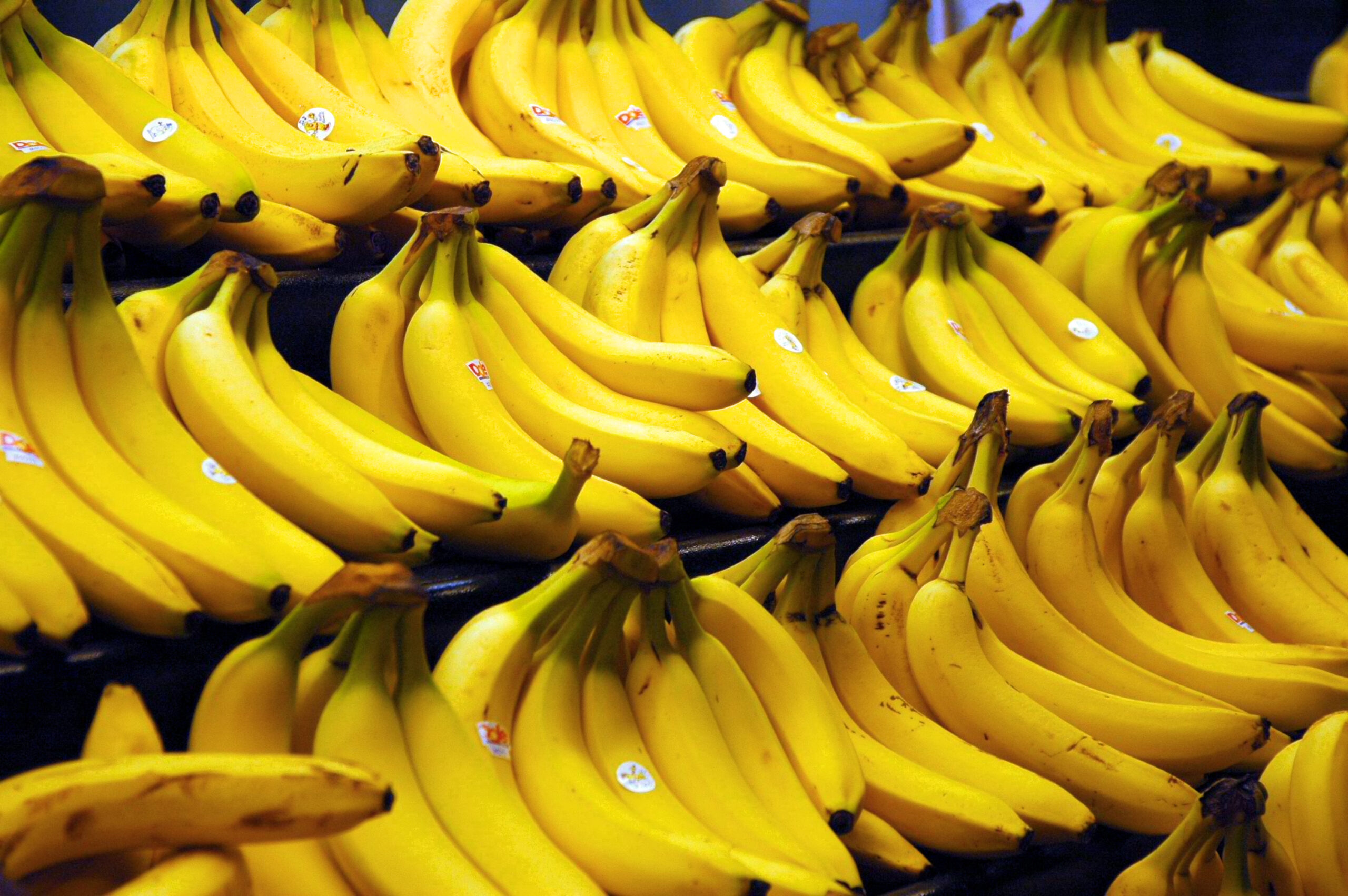 Are Bananas Going Extinct? Everything You Need to Know.