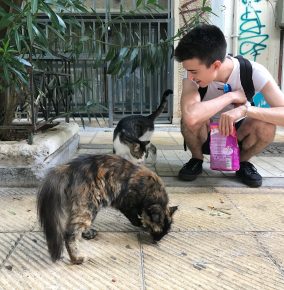 Little Whiskas to Feed the Cats of (C)Athens
