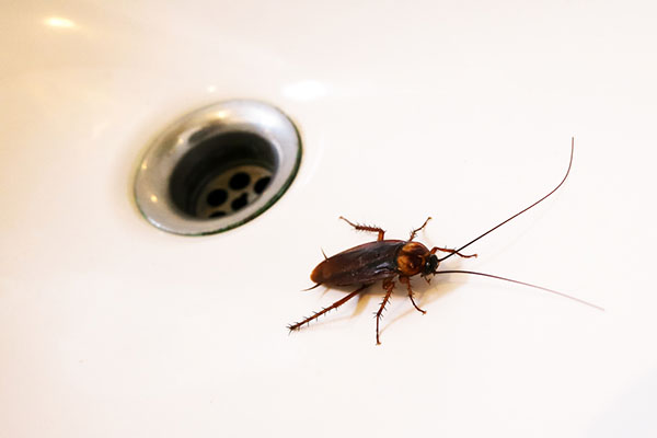Cockroach in sink