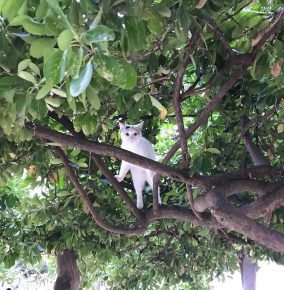Zadar: Where Birds Meow and Cats Perch in Trees