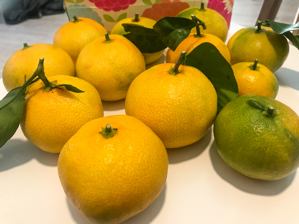 Oranges grown in Zadar, Croatia.