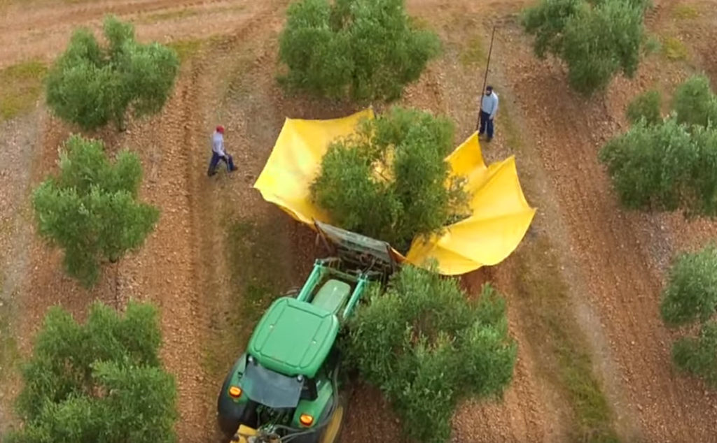 Mechanical harvesting of olives