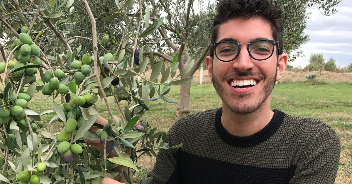How To Harvest Olives For Extra Virgin Olive Oil The Rocky Safari