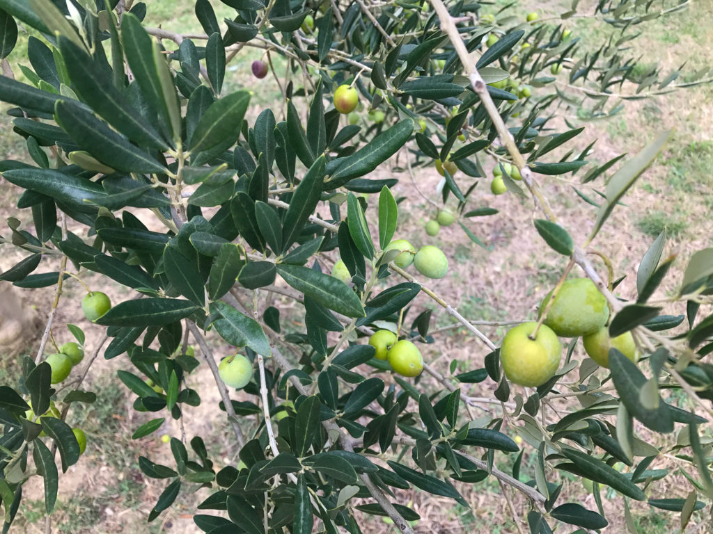 First, olives are green