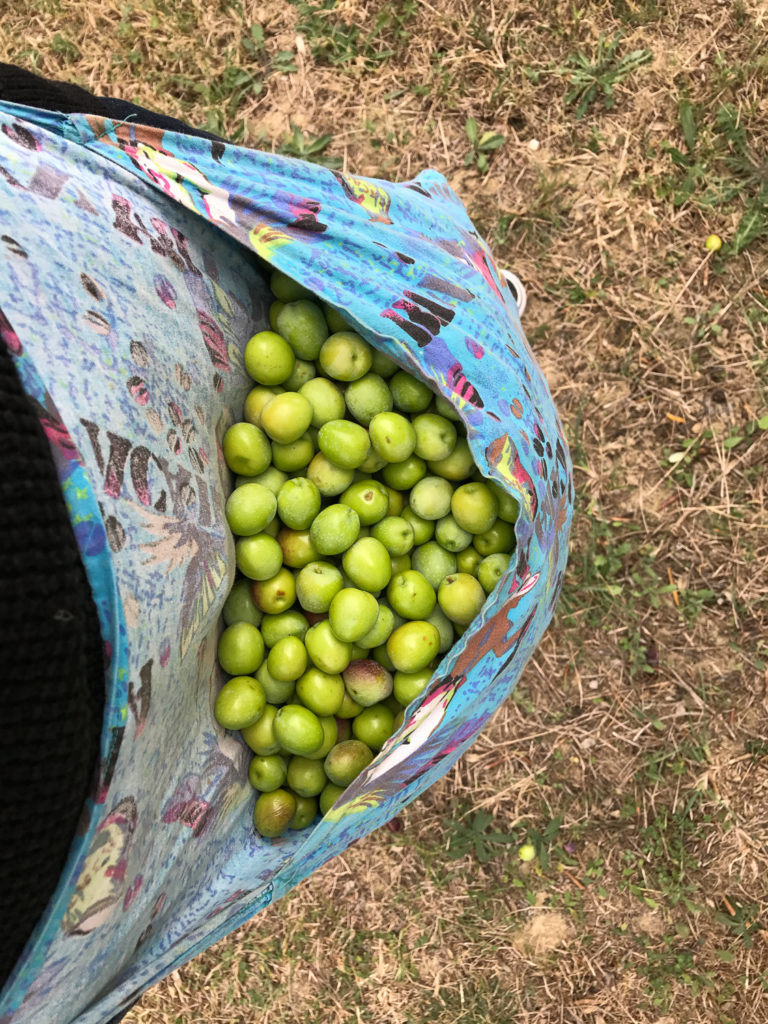 This bag around my waist made it easy to carry olives that I picked.