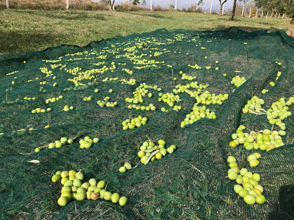 The net catches the fallen olives