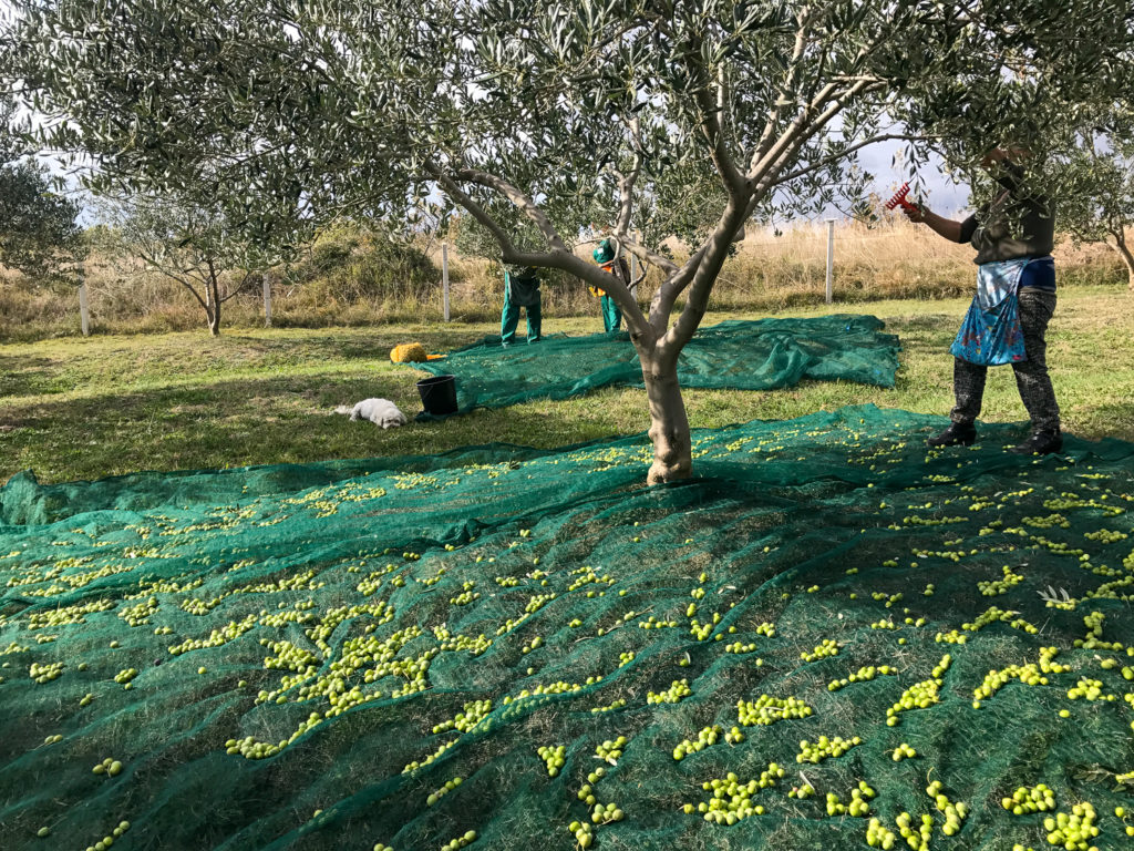 Harvesting olives is a lot of work