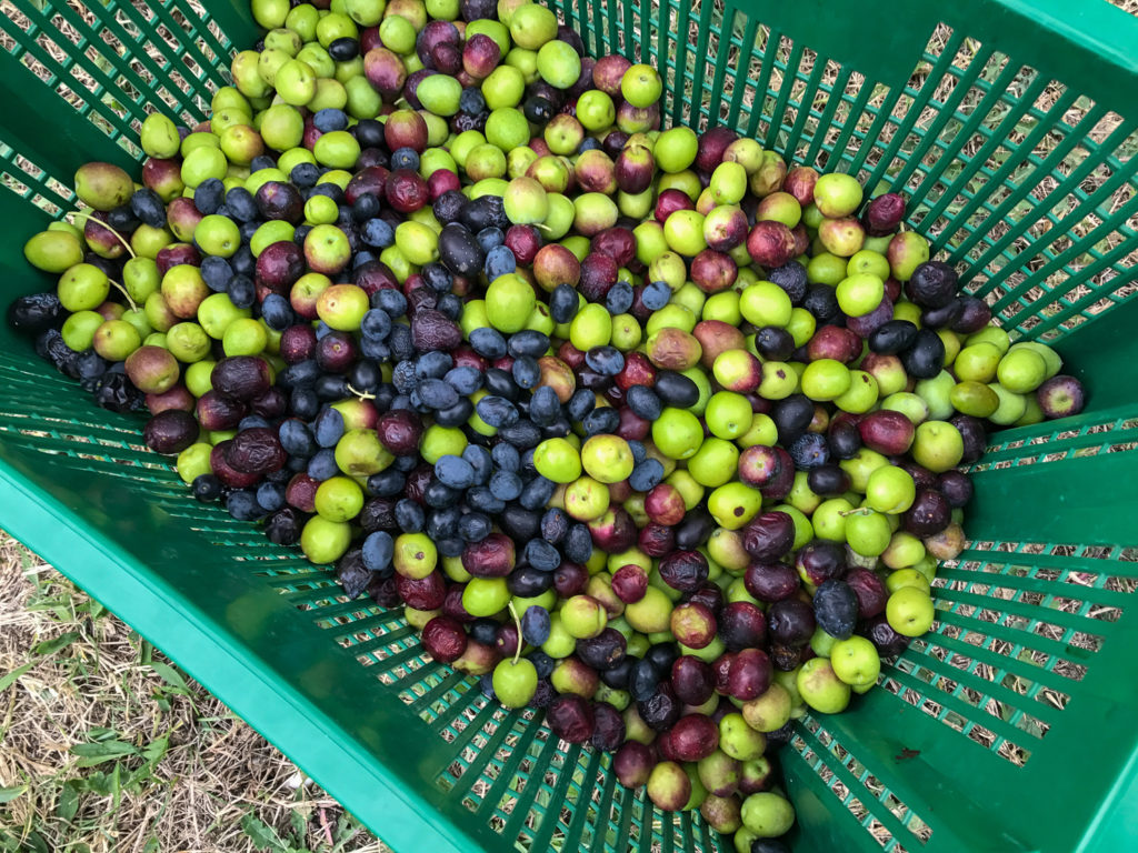 Olives change color as they ripen over time
