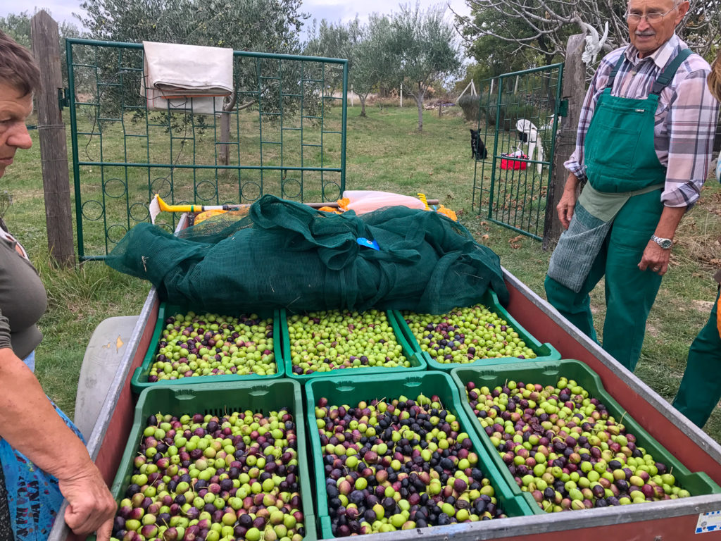 We plucked over 450 pounds of olives in one day