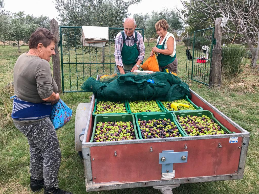 Filling the wagon with freshly harvested olives.