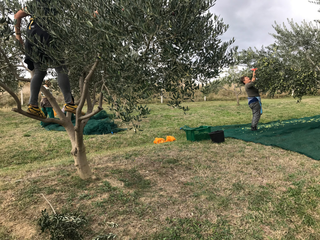 Climbing into the tree is a must if you want to reach the olives at the top.