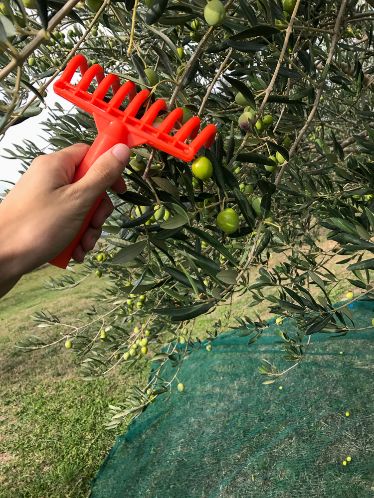 A hand rake makes harvesting olives so much faster.