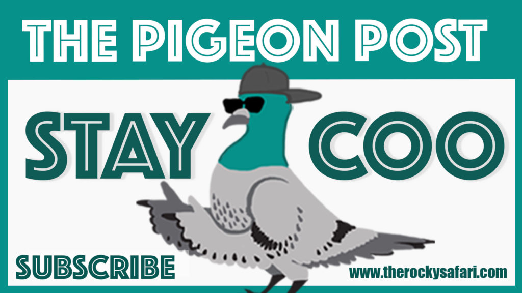The Pigeon Post