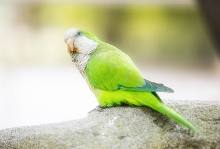 Quaker parrot