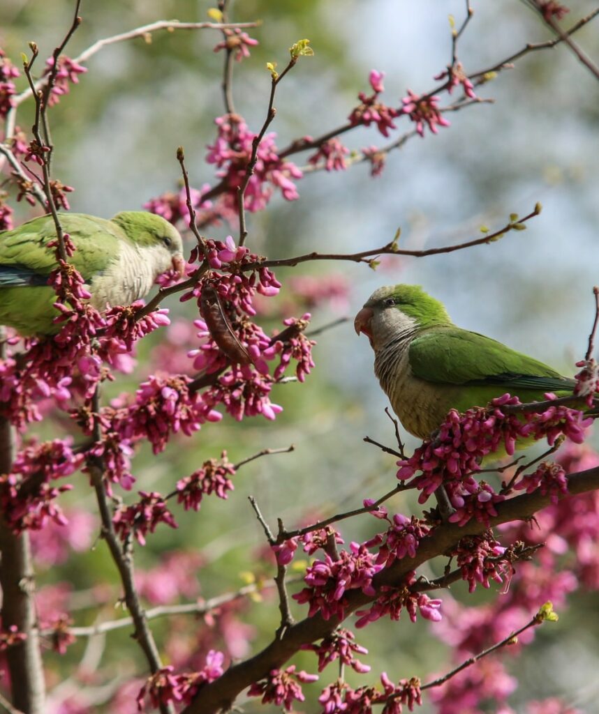 Quaker parrot photography