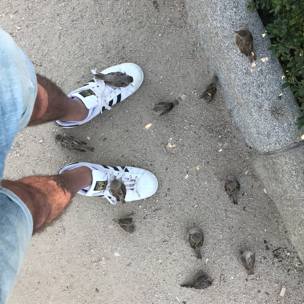 Two sparrows sitting on my shoes