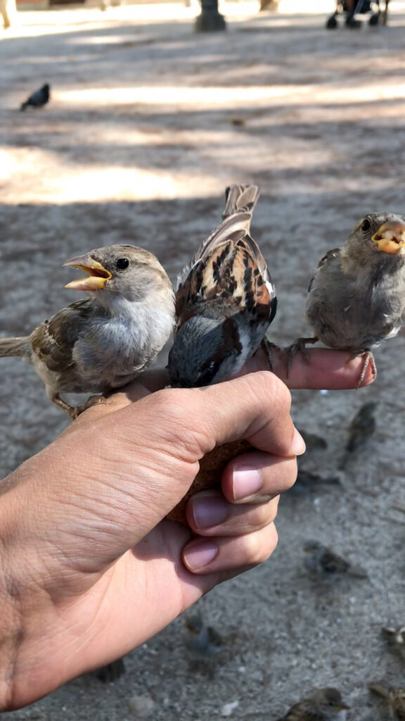 3 sparrows in my hand