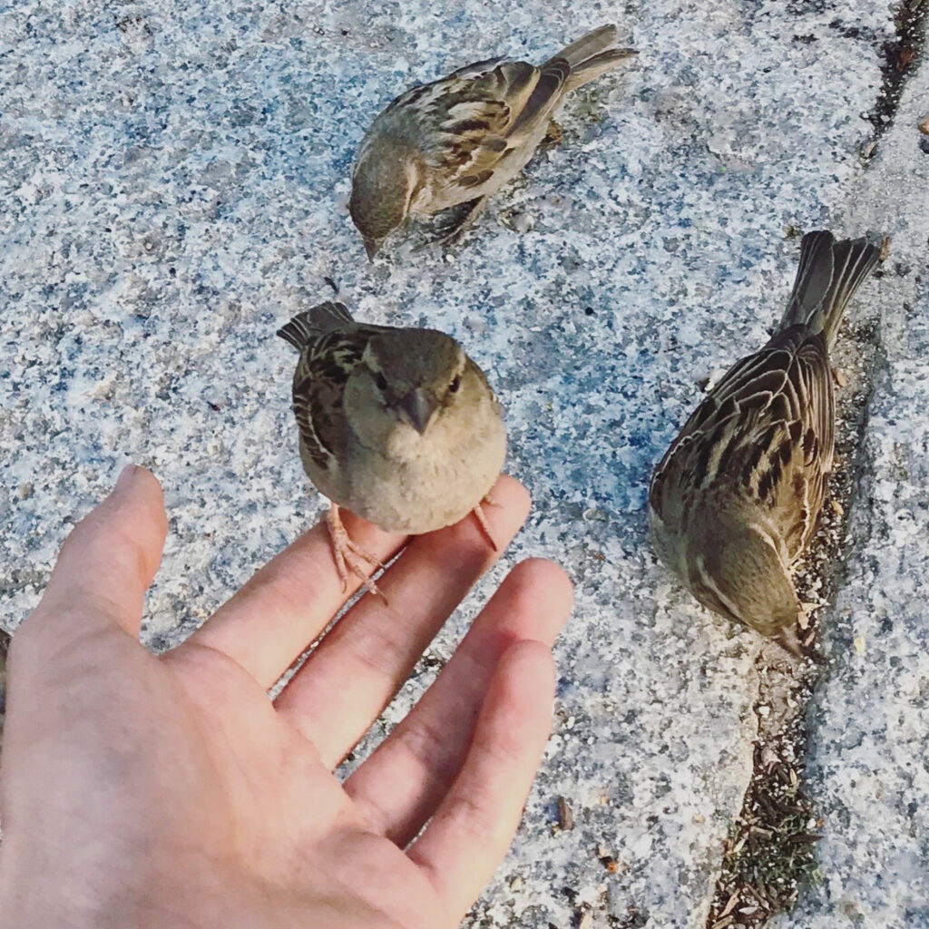 Holding a house sparrow