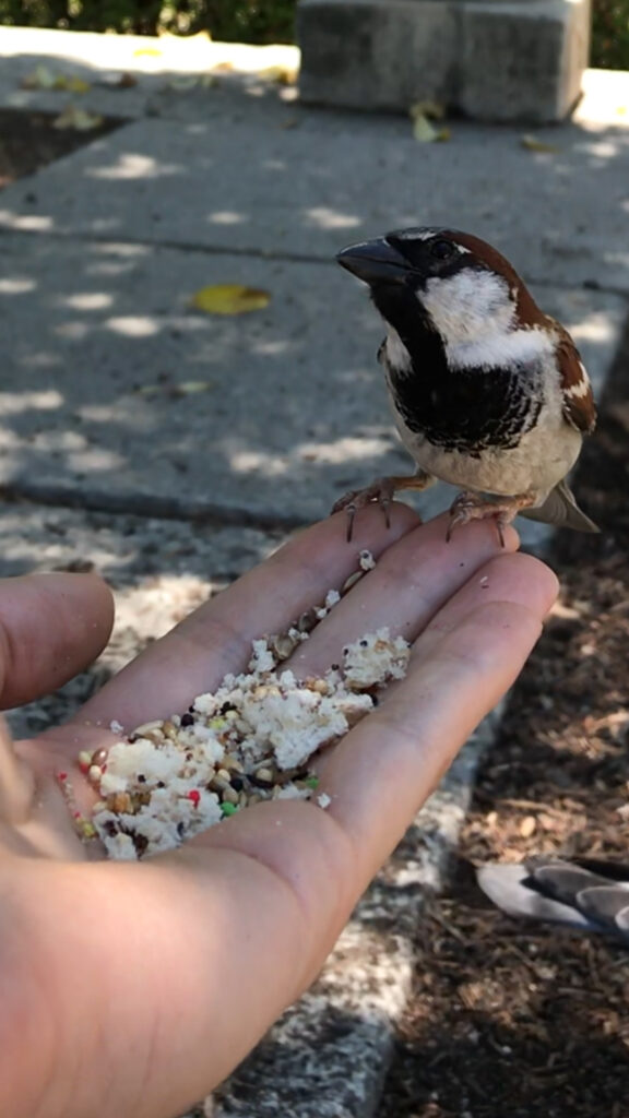 1 sparrow in my hand