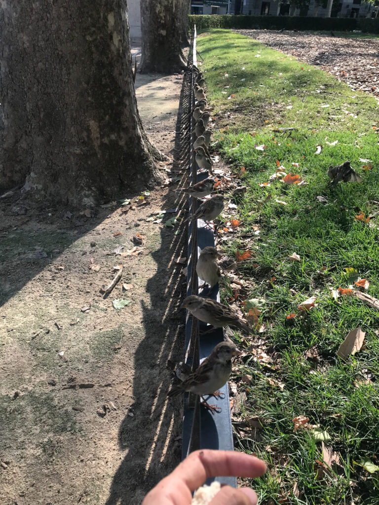 House sparrows lined up